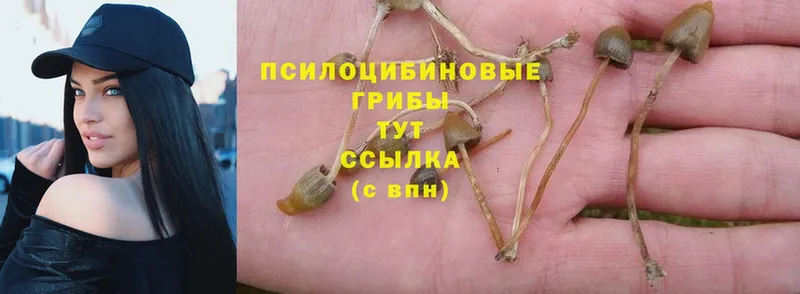 Псилоцибиновые грибы Psilocybine cubensis  Бородино 